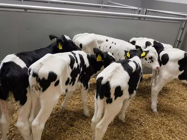 Býk, Russian Black pied cattle