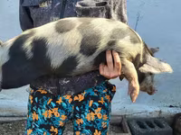 Qaban, Мангалица — foto 2