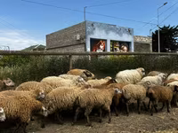Sheep (batch, sex not specified), Sheep — photo 2