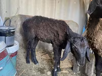 Qoç, Kazakh fat-tailed coarsewool sheep — foto 3