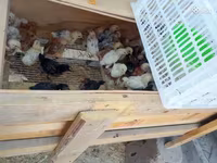 Chickens — foto 3