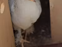 Chickens — الصورة 2