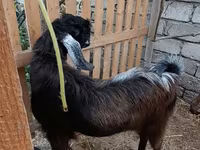 Billy Goat, Goats — photo 1