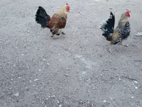 Chickens — photo 1