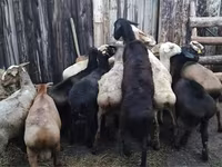 Ram, Sheep — photo 2