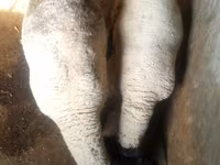 Qoç, White Suffolk sheep — foto 3