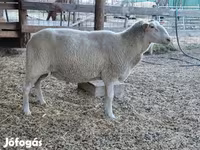 Кой, Лакон койу — сүрөт 6
