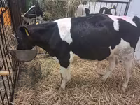 Býk, Russian Black pied cattle — foto 3