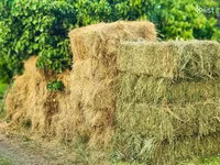 Խոտի տուկ, խոտ, թարմ խոտ — foto 4