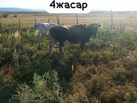 Уй, Көк сиыр — сүрөт 1