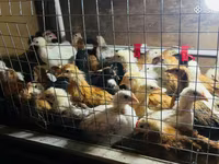 Chickens — foto 6