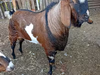 Bode, Nubian Goat — foto 2
