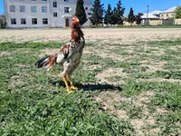Chickens — photo 1
