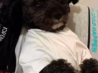 1 yaş 7 aylıq Maltipoo cinsi cütləşdirmək üçün dişi axtarılır hər şeyi — foto 4