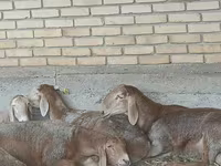 Qoç, Arashan sheep — foto 7