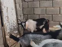 Keçi, LaMancha goats — foto 4