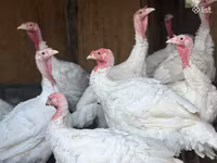 Turkeys — foto 1