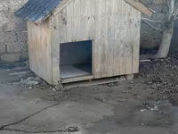 Taxta it evi - Material: qalın taxta karkas, üzəri taxta lövhələr - — photo 1