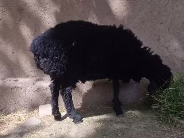 Sheep (batch, sex not specified), Sheep