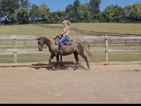Yegua, Kentucky mountain daddle horse — foto 6