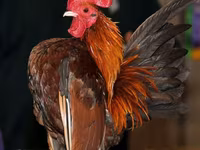 Chickens — foto 3