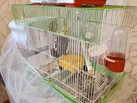 Nimfa (cockatiel) cütlüyü və qəfəs dəsti - Növ: Nimfa tutuquşusu — الصورة 1