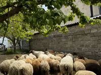 Sheep (batch, sex not specified), Sheep — photo 1