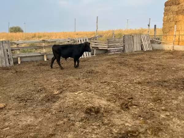 Krava, Aberdinsko-anguská