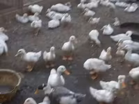 Ducks — photo 2