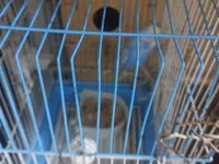 Dalmatin və mavi tonlarda iki cüt dalğıç (hulland) büdcə papuqayı — photo 2