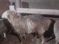 Baran, Hissar sheep — zdjęcie 4