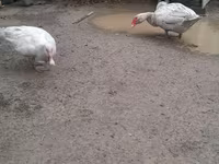 Ducks — photo 5