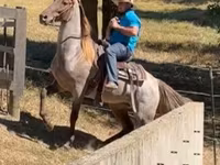 घोड़ा, Rocky Mountain Horse — फ़ोटो 3