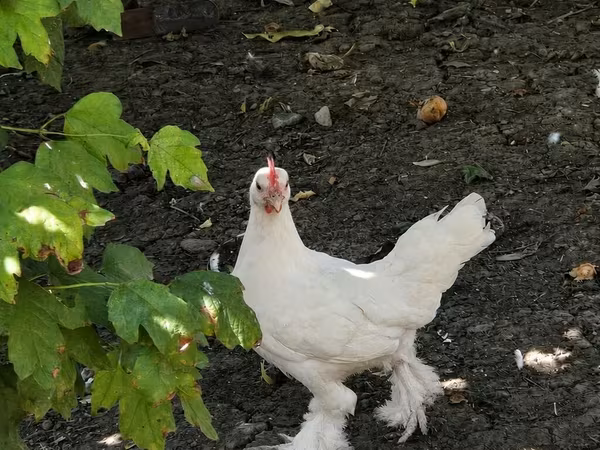 Chickens — Azerbaijan