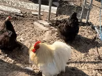 Pekin-Zwerg — Foto 1