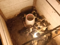 Ducks — الصورة 3