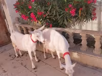 Goat, Saanen goat — photo 3