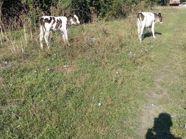 Buğa, Mal-qara