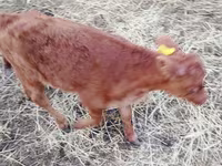 Bull, Cattle — photo 3