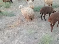 भेड़, भेड़ — फ़ोटो 3