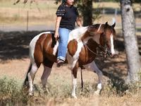 Kůň, American paint horse — foto 6