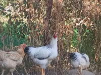 Adler Silver — foto 4