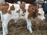 Byk, Simmental cattle — zdjęcie 2