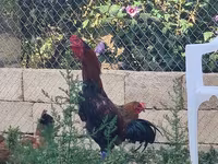 Chickens — Foto 4