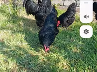Australian Pit Game fowl — photo 1