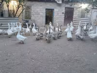 Geese — الصورة 3