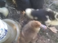 Ducks — Foto 8