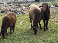 Schafe (Partie, Geschlecht nicht angegeben), Schafe — Foto 2