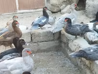 Domestic Muscovy — photo 1