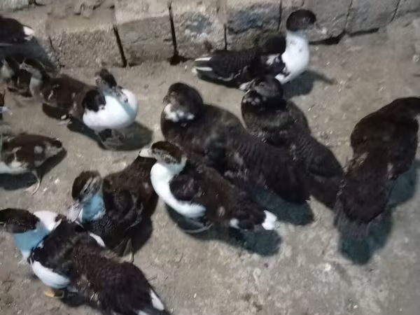 Ducks — Azerbaijan